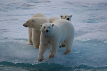Eisbären bei Axel Heiberg Island, Kan. Arktis