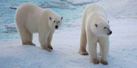 Eisbären bei Axel Heiberg Island, Kan. Arktis