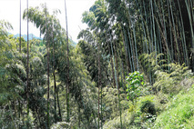 bambuswald.jpg