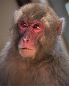 japan-makake.jpg