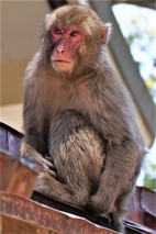 japanische-makake-1-2.jpg